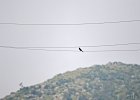 Roodpootvalk (Falco vespertinus) Hustai Nuruu 10-08-2016 (2)